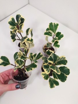 Фикус Triangularis White Variegata 18112020